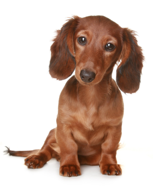 Little brown long haired Dachshund dog